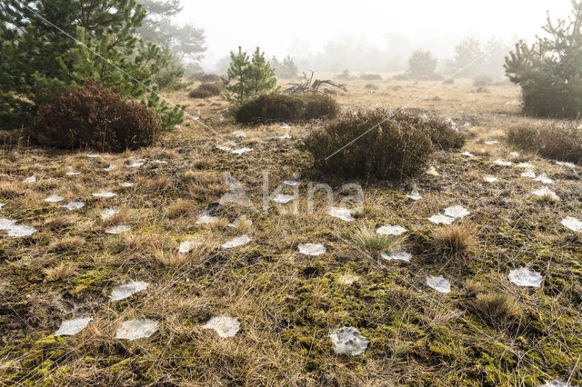 Grove den (Pinus sylvestris)