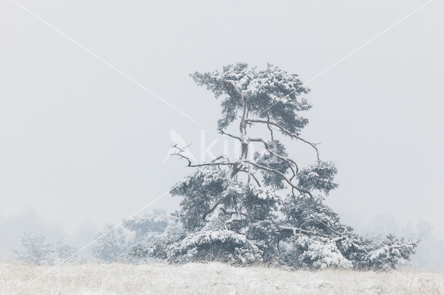 Grove den (Pinus sylvestris)