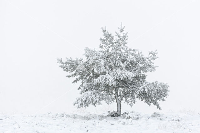 Grove den (Pinus sylvestris)