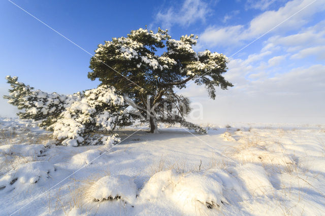 Grove den (Pinus sylvestris)