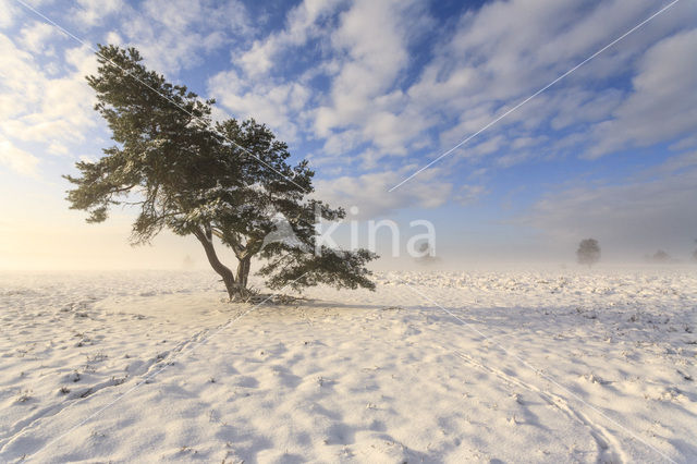 Grove den (Pinus sylvestris)