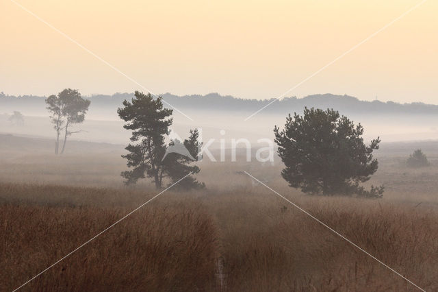 Grove den (Pinus sylvestris)