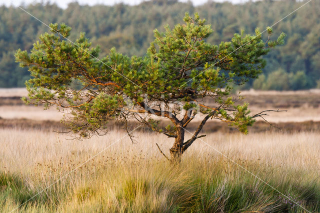 Grove den (Pinus sylvestris)