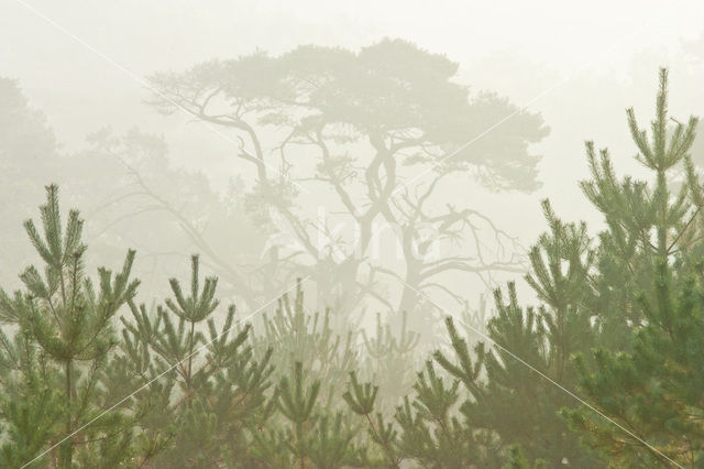 Grove den (Pinus sylvestris)