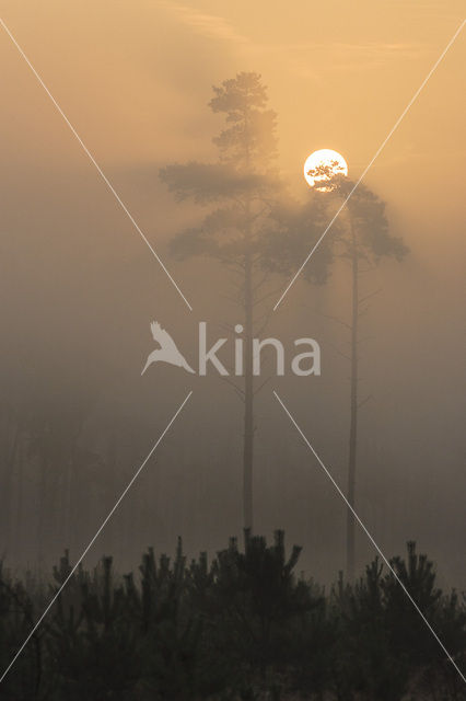 Scots Pine (Pinus sylvestris)