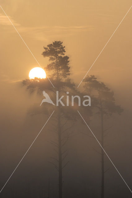 Grove den (Pinus sylvestris)