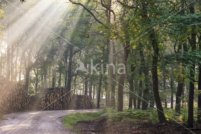 Grove den (Pinus sylvestris)