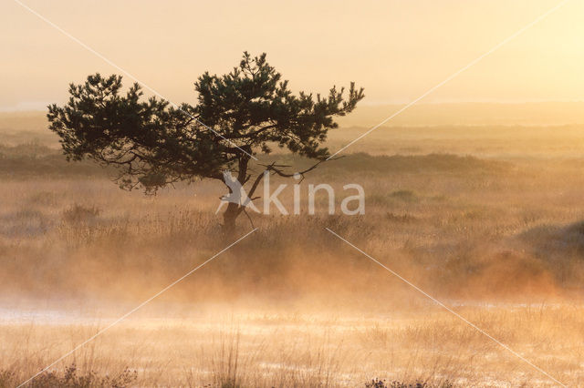 Grove den (Pinus sylvestris)