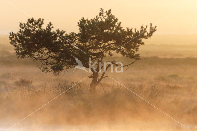 Grove den (Pinus sylvestris)