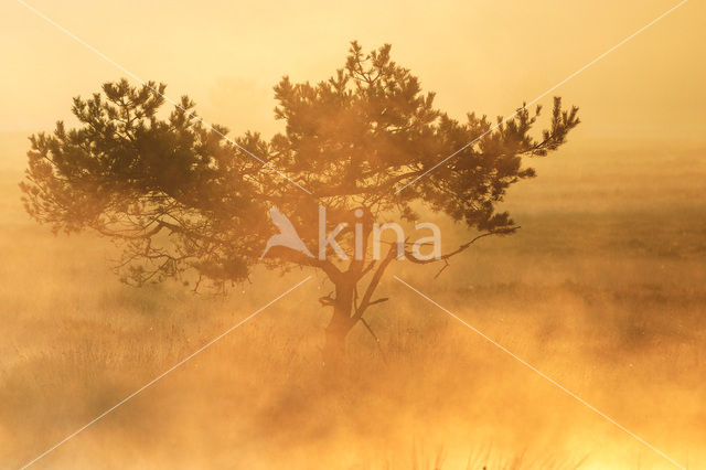 Grove den (Pinus sylvestris)