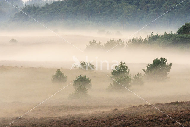 Grove den (Pinus sylvestris)