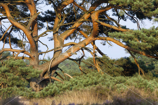 Grove den (Pinus sylvestris)