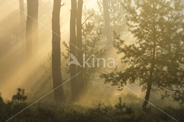 Grove den (Pinus sylvestris)