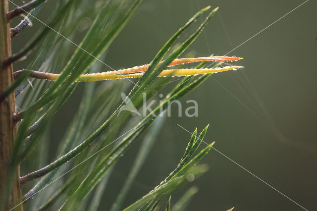 Grove den (Pinus sylvestris)