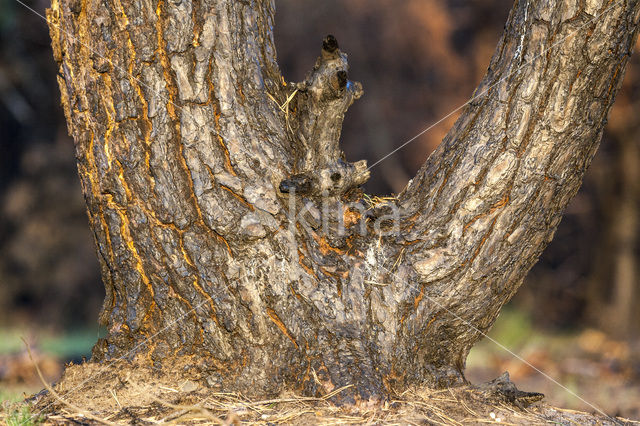 Grove den (Pinus sylvestris)