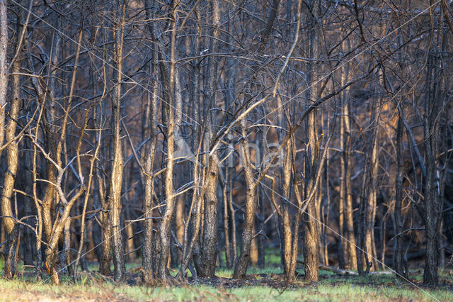 Grove den (Pinus sylvestris)