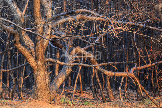 Grove den (Pinus sylvestris)