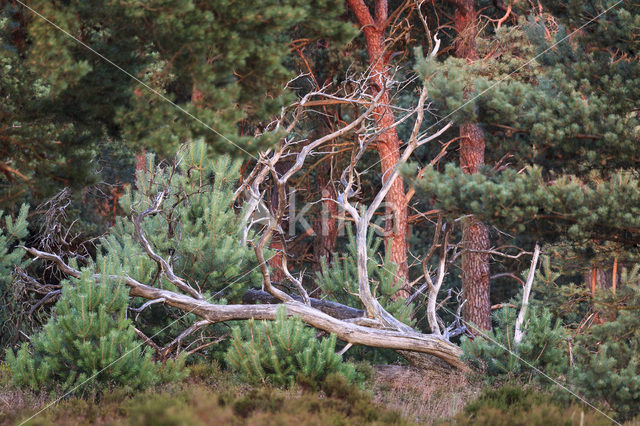 Grove den (Pinus sylvestris)