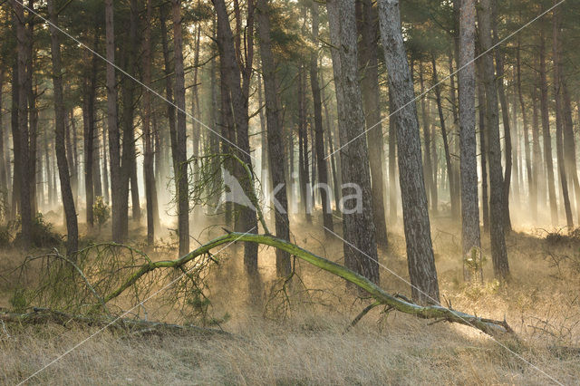 Grove den (Pinus sylvestris)