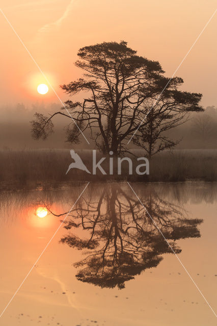 Grove den (Pinus sylvestris)