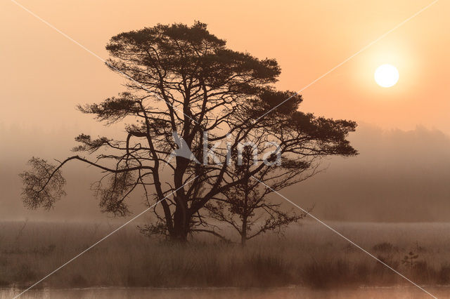 Grove den (Pinus sylvestris)