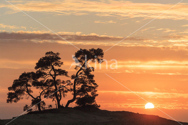 Grove den (Pinus sylvestris)