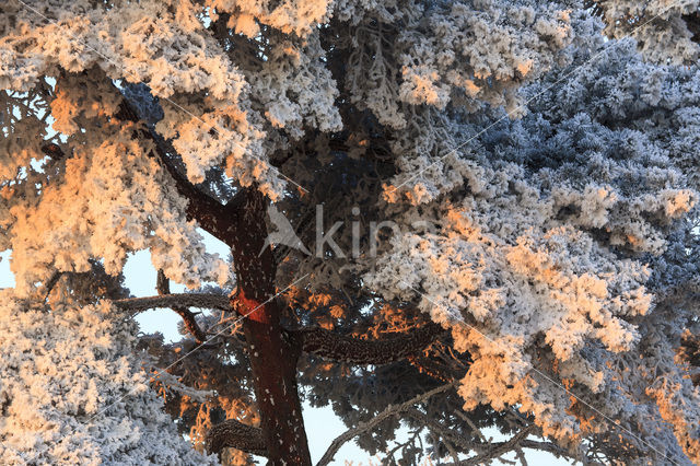 Grove den (Pinus sylvestris)