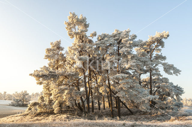 Grove den (Pinus sylvestris)