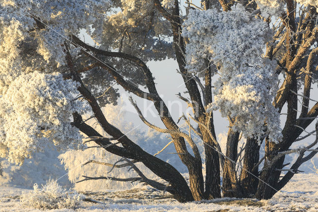 Grove den (Pinus sylvestris)