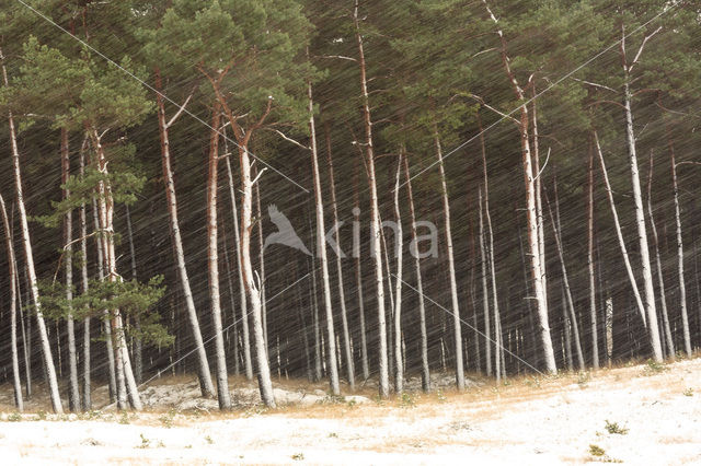 Grove den (Pinus sylvestris)