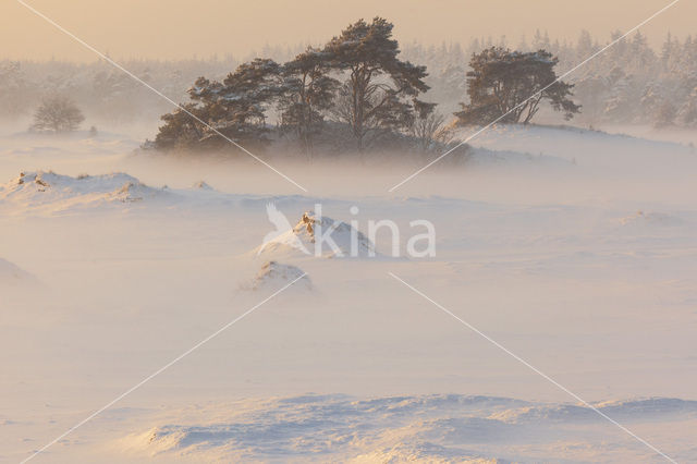 Grove den (Pinus sylvestris)