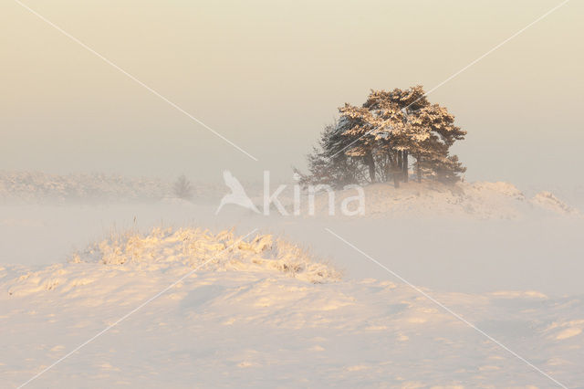 Grove den (Pinus sylvestris)