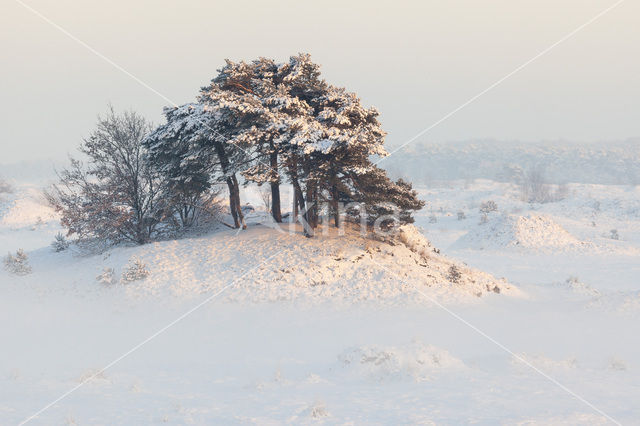 Grove den (Pinus sylvestris)