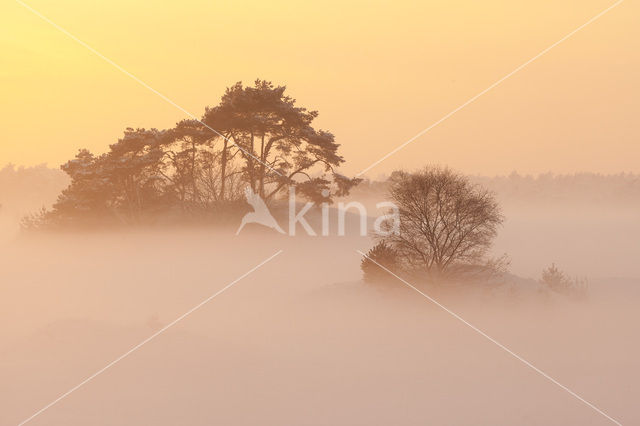 Grove den (Pinus sylvestris)