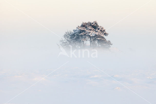 Grove den (Pinus sylvestris)