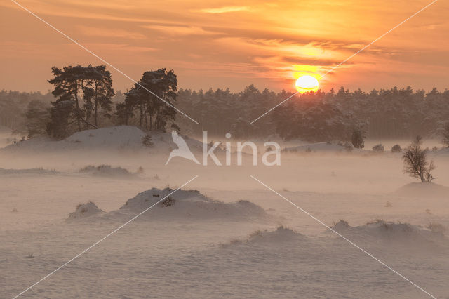 Scots Pine (Pinus sylvestris)