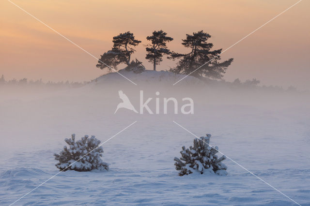 Grove den (Pinus sylvestris)