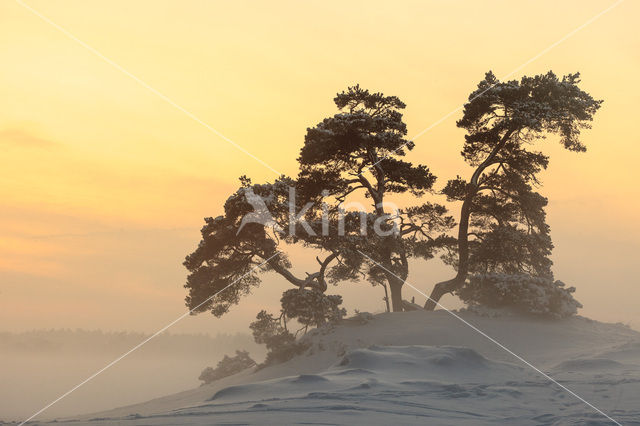 Grove den (Pinus sylvestris)