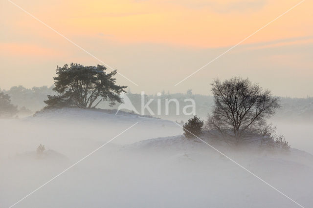 Grove den (Pinus sylvestris)