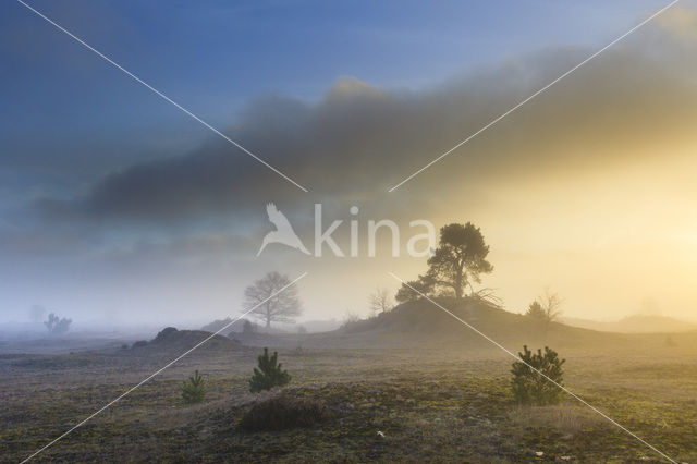 Grove den (Pinus sylvestris)