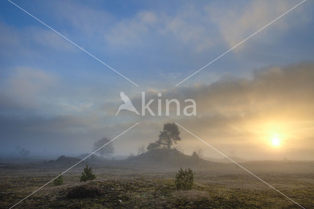 Scots Pine (Pinus sylvestris)