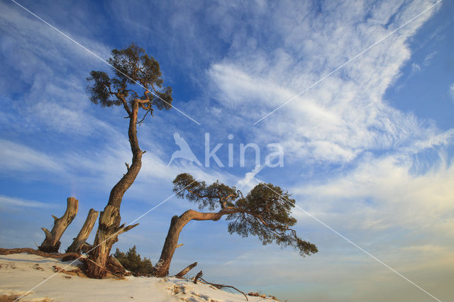 Grove den (Pinus sylvestris)