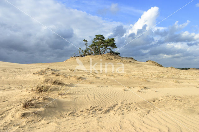 Grove den (Pinus sylvestris)