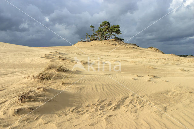 Grove den (Pinus sylvestris)