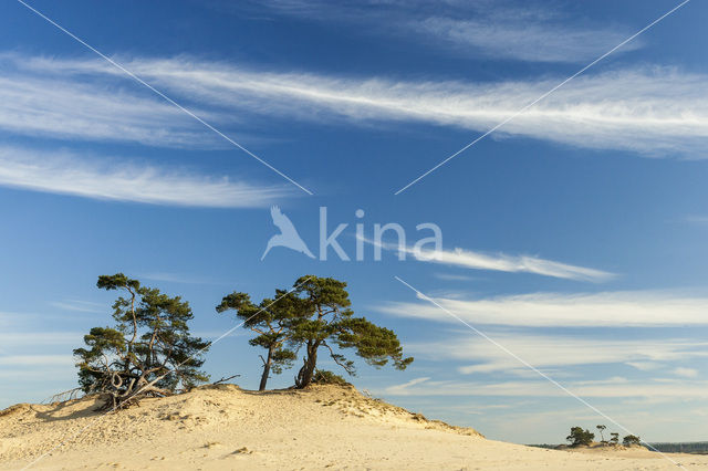 Grove den (Pinus sylvestris)