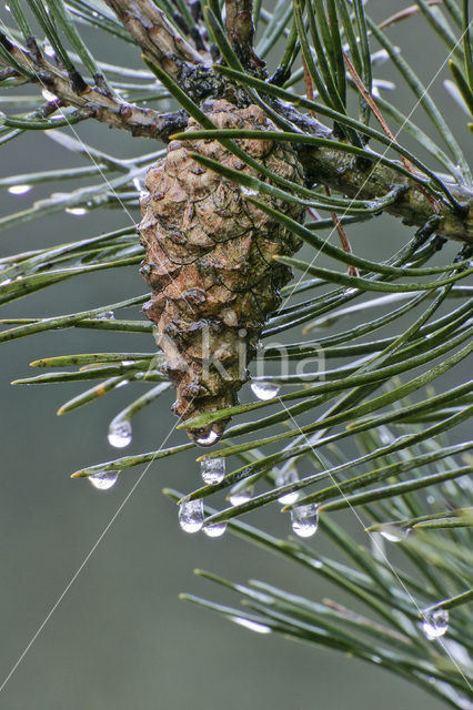 Grove den (Pinus sylvestris)