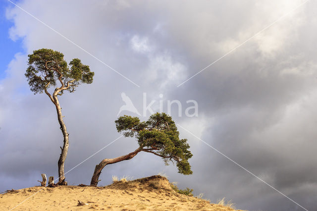 Grove den (Pinus sylvestris)