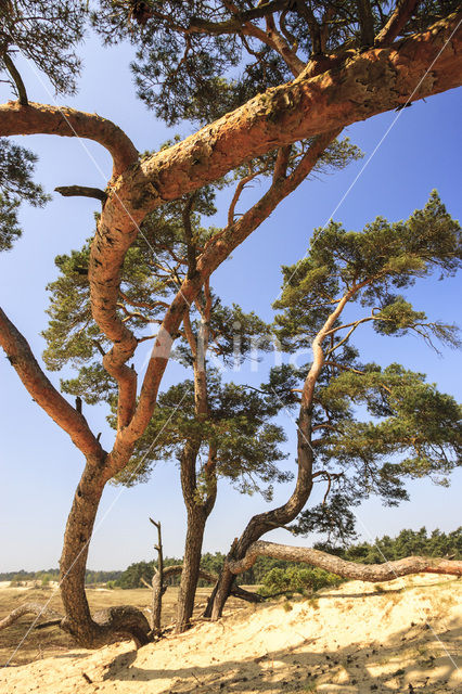 Grove den (Pinus sylvestris)