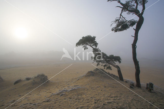 Grove den (Pinus sylvestris)