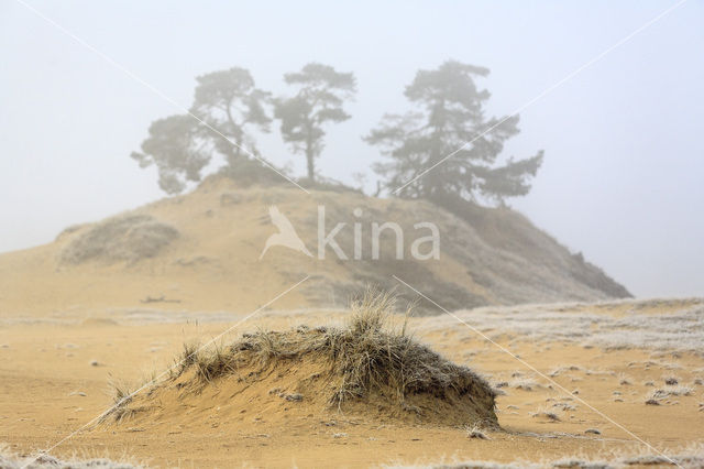 Grove den (Pinus sylvestris)